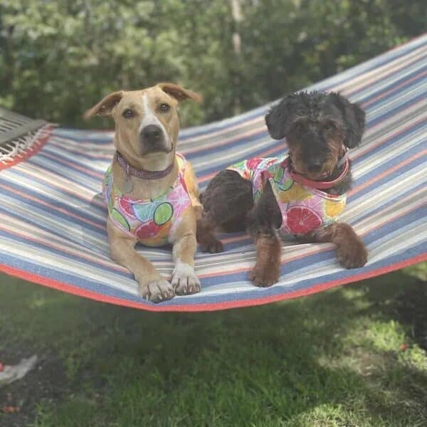 Lea sharing a hammock with her foster sibling - Love, Dog