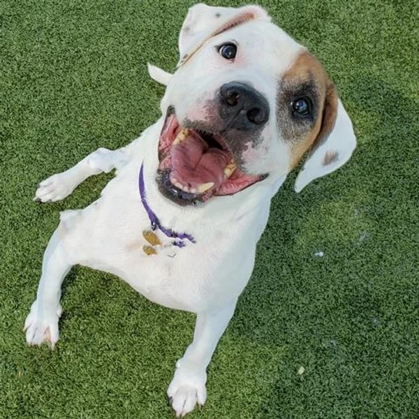 Spot is a white Pitbull with a brown spot on his left eye - Love, Dog