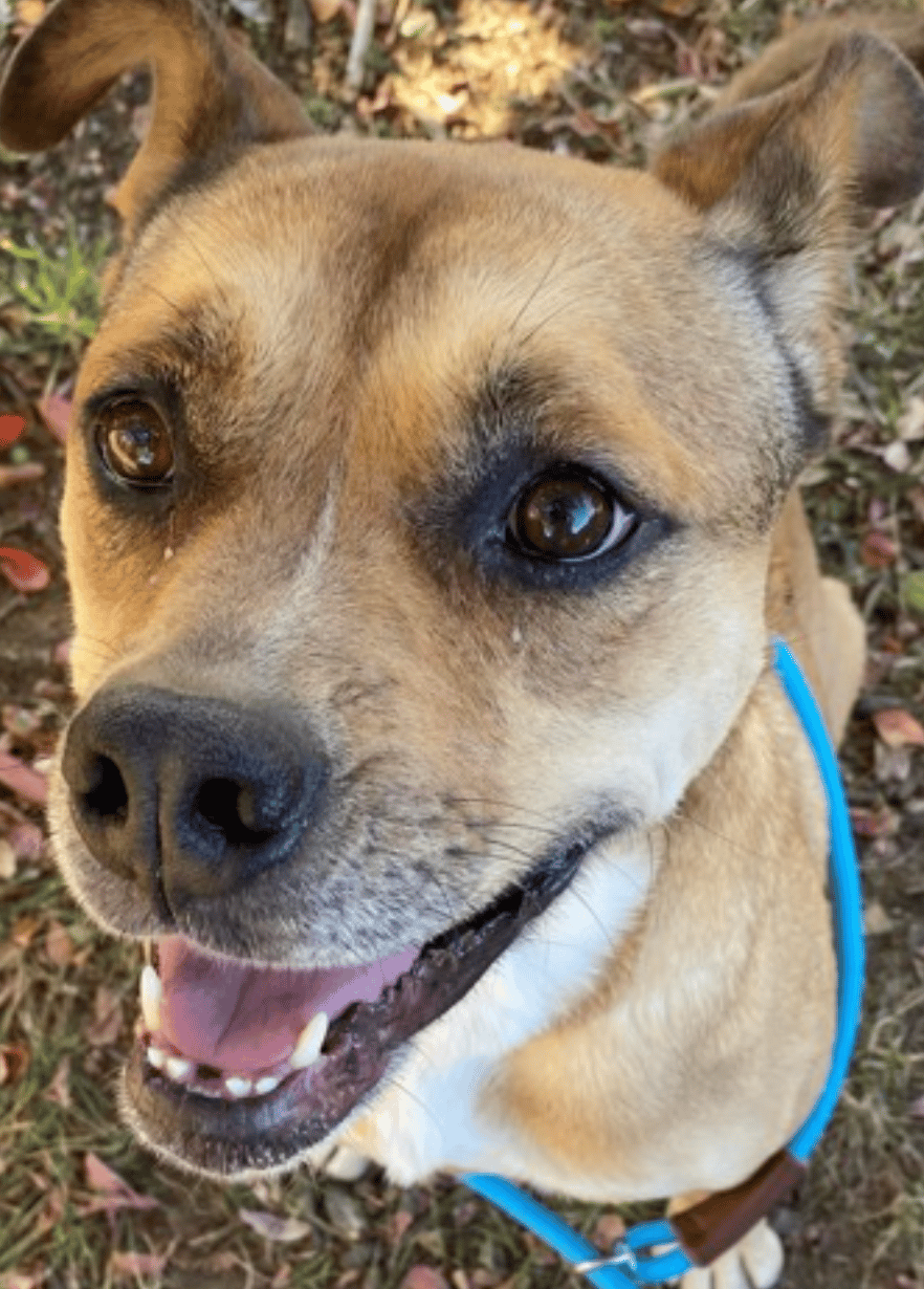 Terrier for adoption at Young Williams Animal Center in Knoxville, TN